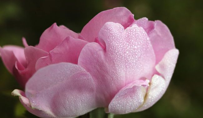 Picture of a pink rose