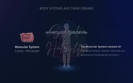 Background image of the Muscular System with a photo of Red Jasper