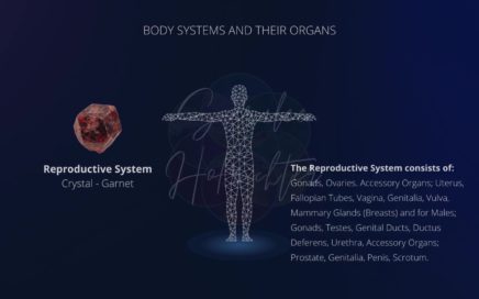 Background image of the Reproductive System with a photo of Garnet