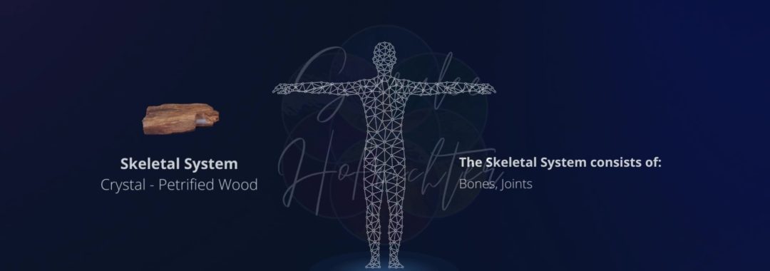 Background image of the Skeletal System with a photo of Petrified Wood.