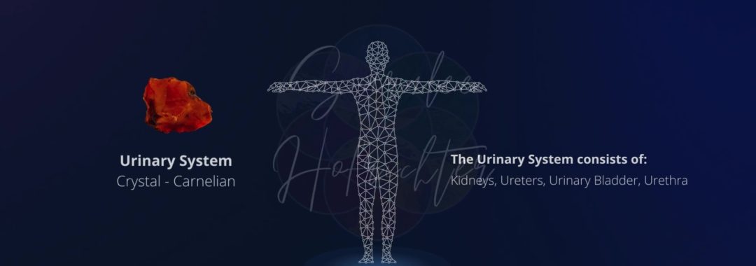 Background image of the Urinary System with a photo of Carnelian