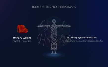 Background image of the Urinary System with a photo of Carnelian