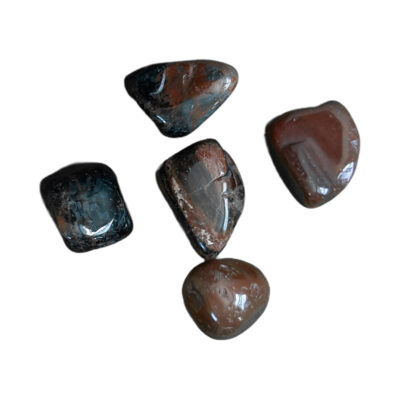 Petrified Wood - Image 2